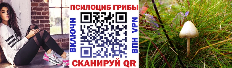 Купить  Валдай  Псилоцибиновые грибы Cubensis 